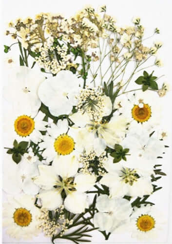 37Pcs White Dried Pressed Flowers for Resin and Crafts