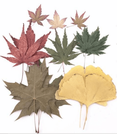 18Pcs Dried Pressed Leaves Flowers for Resin and Crafts